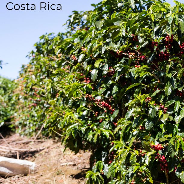 COSTA RICA COFFEE