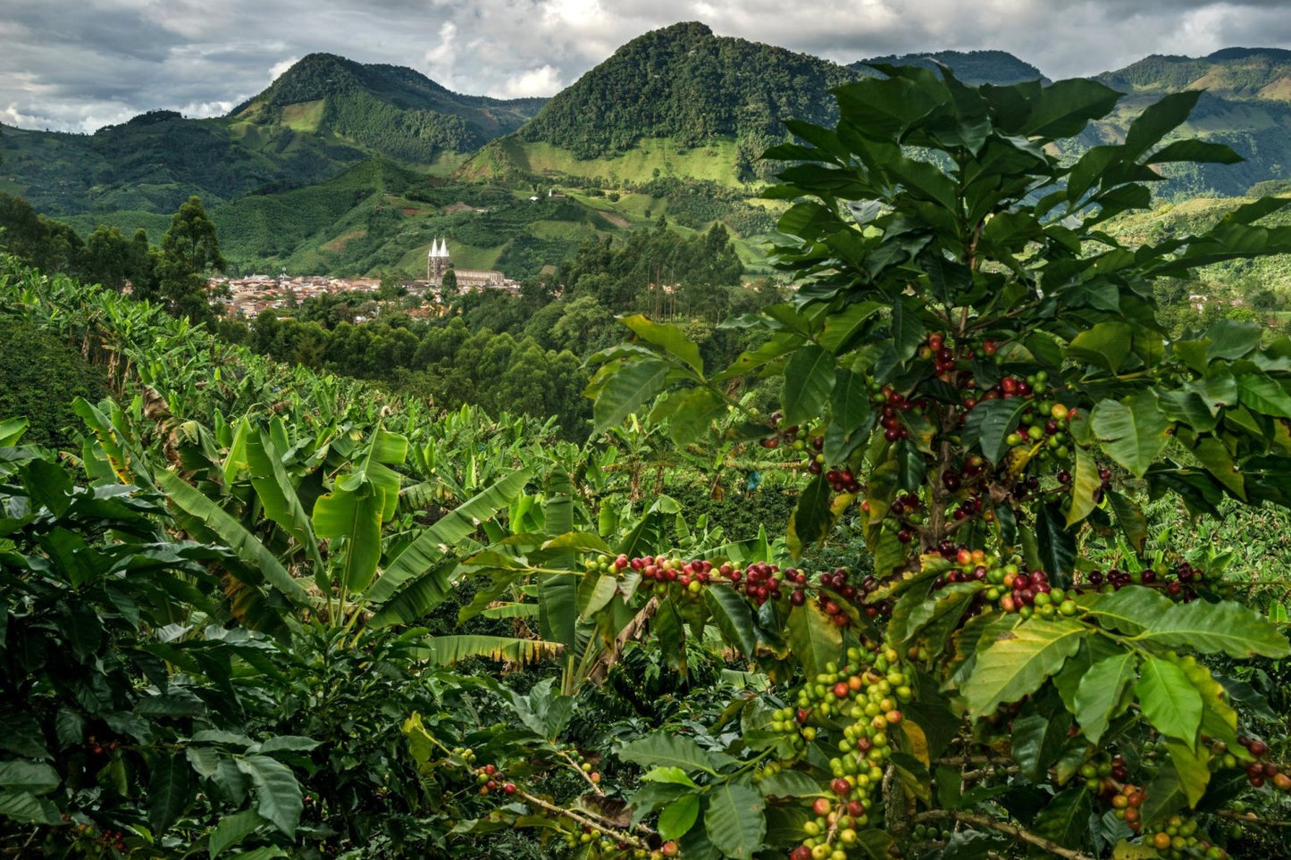 COLOMBIA COFFEE